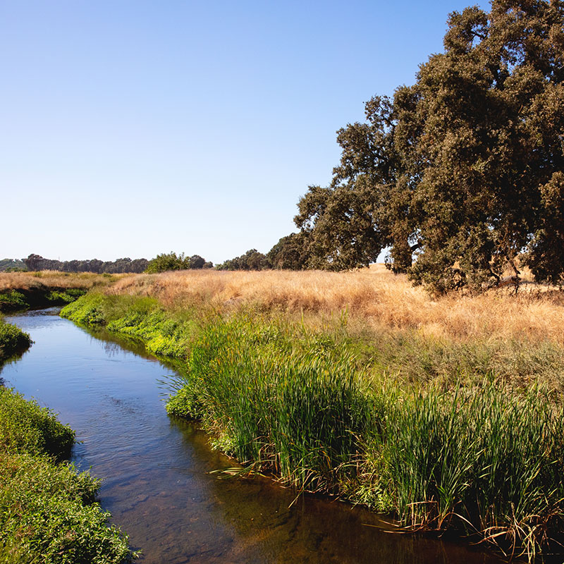 brook flowing through a field