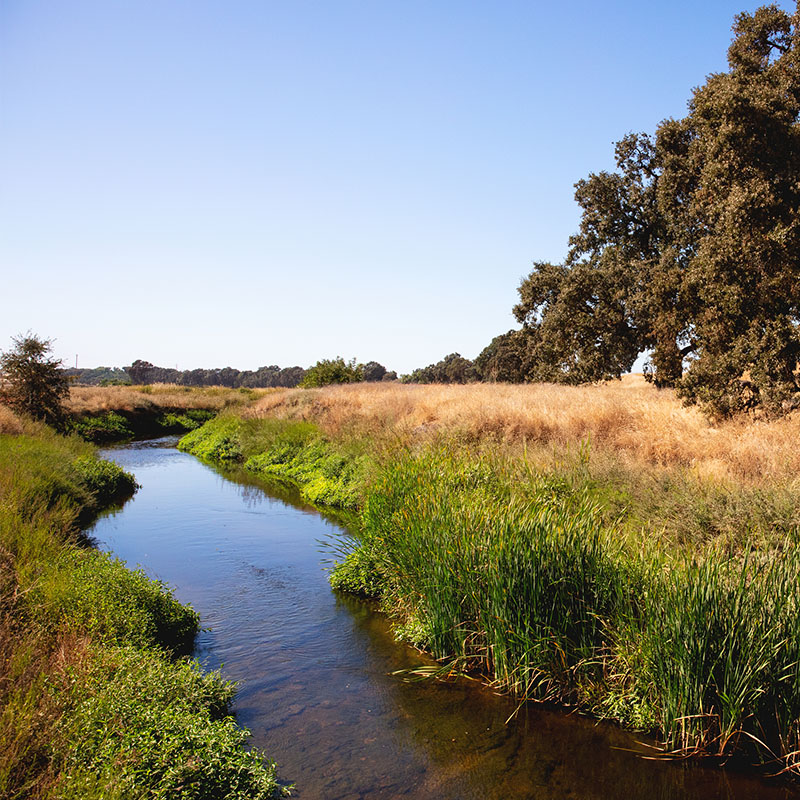 brook flowing through a field